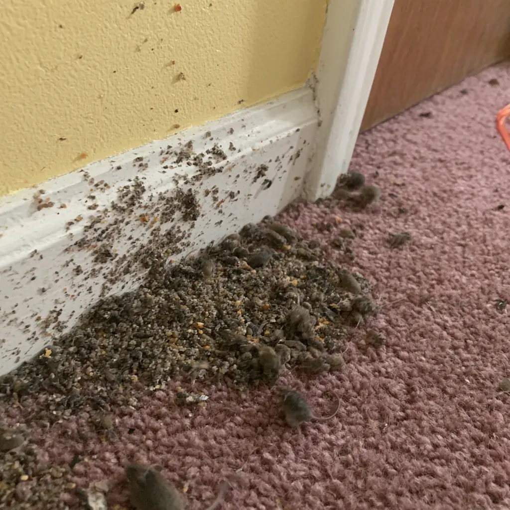 Kenosha Rodent Control: Rat or Mouse?